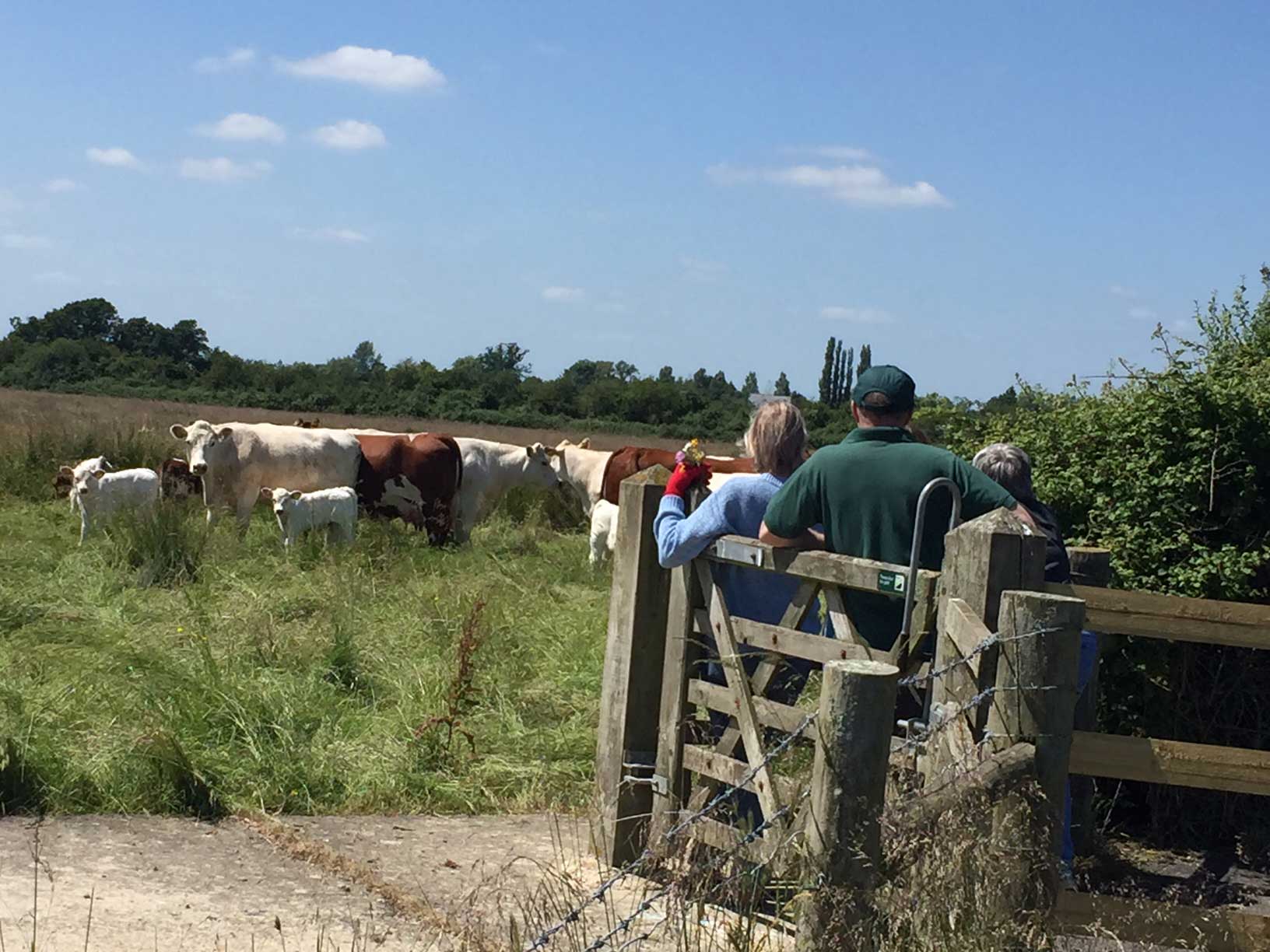 Three people standing at a gate looking into a field with cows and calves on a beautiful summer's day 