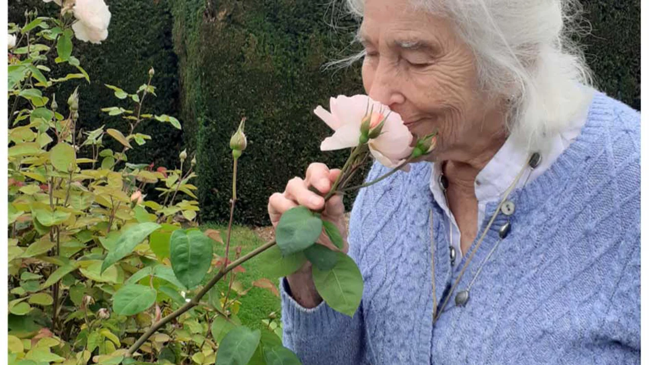 An lady with grey hair and a pale blue cardigan holding a pale pink rose which she is smelling deeply. Behind her is a rose garden and a dark green hedge. Taken at Kennet Muddy Boots group